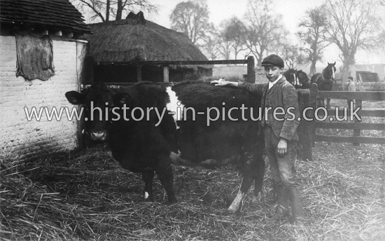 Cow, Park Gate Farm, Rivenhall, Essex. c.1912